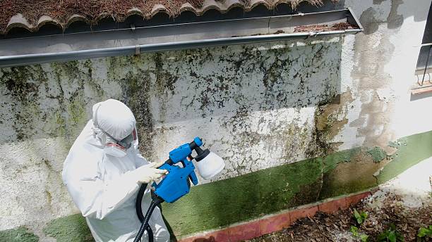 Mold Removal service in Harwood